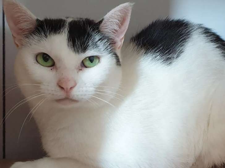 À adopter, chatte de 4 ans