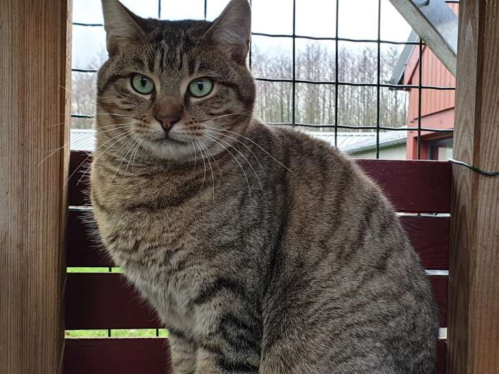 Disponible à l'adoption, chat âgé de 3 ans