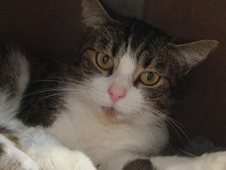 En attente d'adoption, chatte tigrée blanche