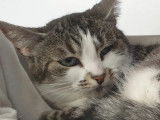 Prête pour l'adoption, chatte de 3 ans