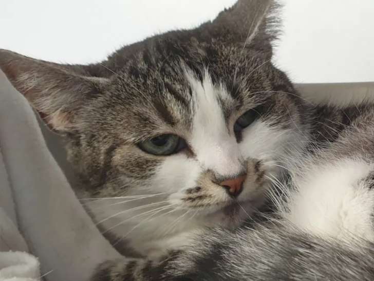 Prête pour l'adoption, chatte de 3 ans