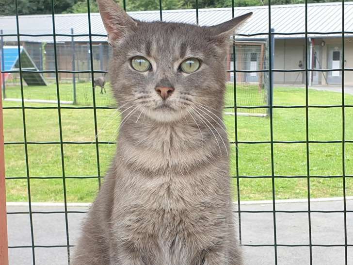 En attente d'une famille, chat tigré gris