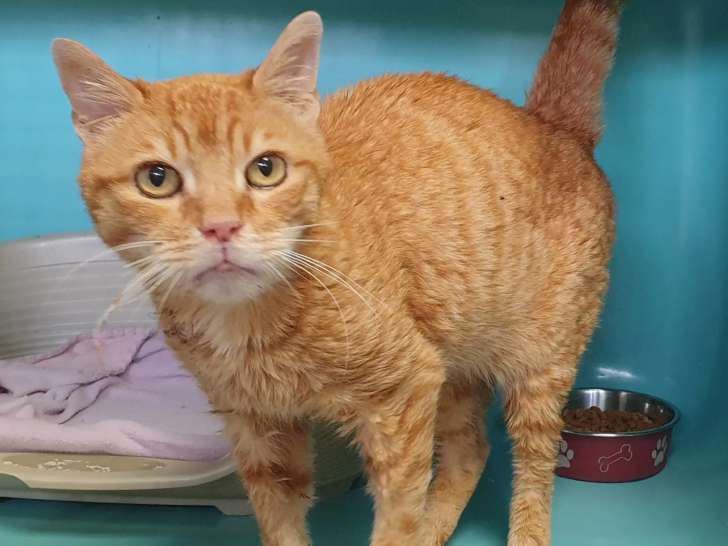 À accueillir, chat de 7 ans