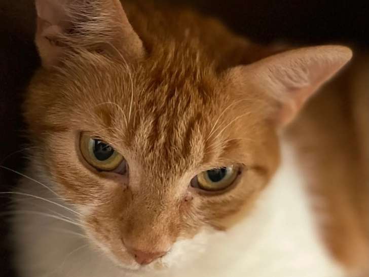 En quête d’un foyer, chatte de 2 ans