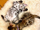 Chatons Bengal à vendre