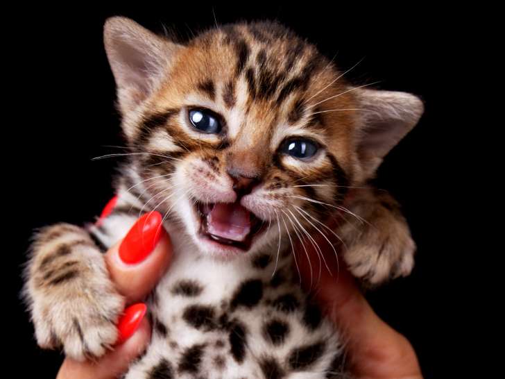 Chatons Bengal à vendre