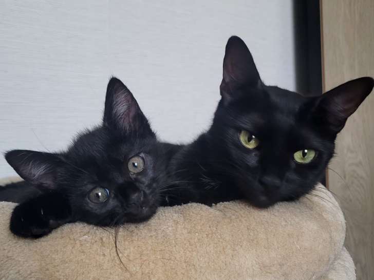 Zora, jeune chatte à adopter en association