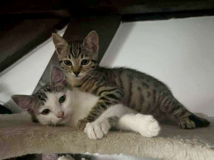 Kuma et Kyubi, deux chatons à adopter en association