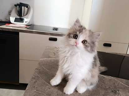 Chatons Highland Straight à vendre