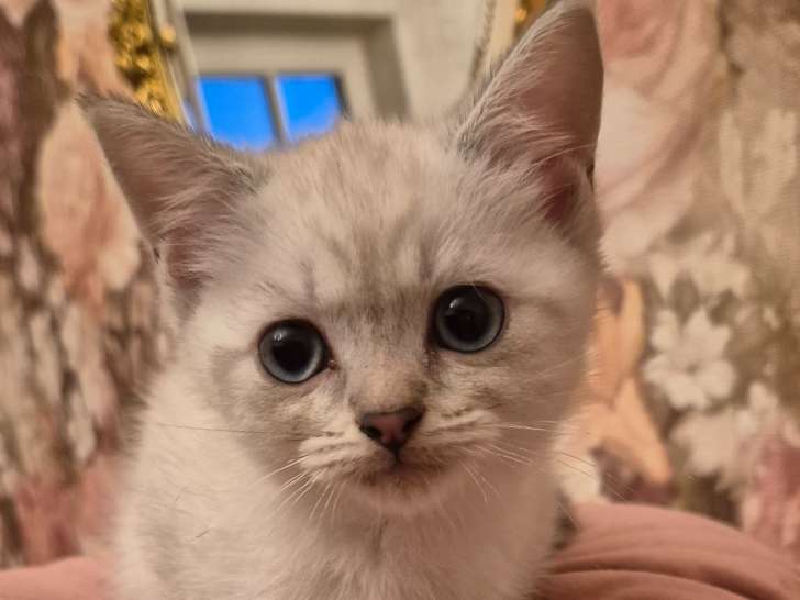 Chaton de race British Shorthair femelle à vendre