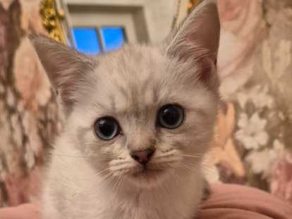 Chaton de race British Shorthair femelle à vendre