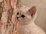 Chaton de race British Shorthair femelle à vendre