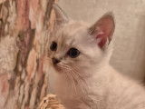 Chaton de race British Shorthair femelle à vendre