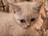 Chaton de race British Shorthair femelle à vendre