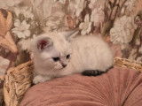 Chaton de race British Shorthair femelle à vendre