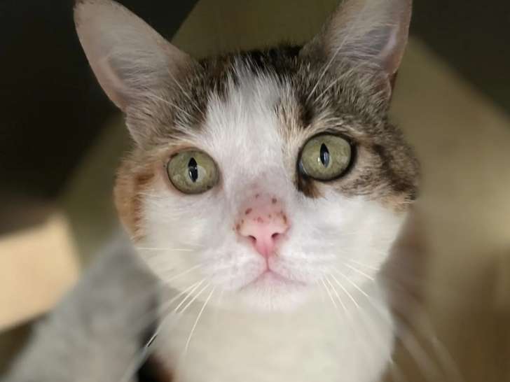 Adoption disponible : chatte de 3 ans