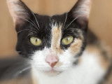 À la recherche d’une famille, chatte d'un an
