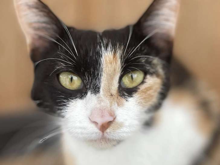 À la recherche d’une famille, chatte d'un an