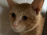À adopter : chat tigré roux