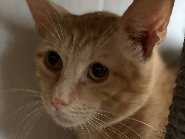 À adopter : chat tigré roux