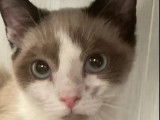 Disponible à l'adoption : chatonne de 5 mois