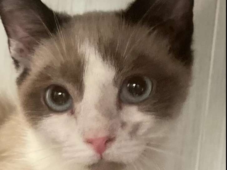 Disponible à l'adoption : chatonne de 5 mois