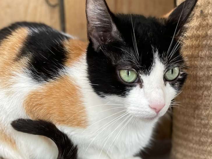 En attente d'adoption : chatte tricolore