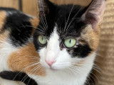En attente d'adoption : chatte tricolore