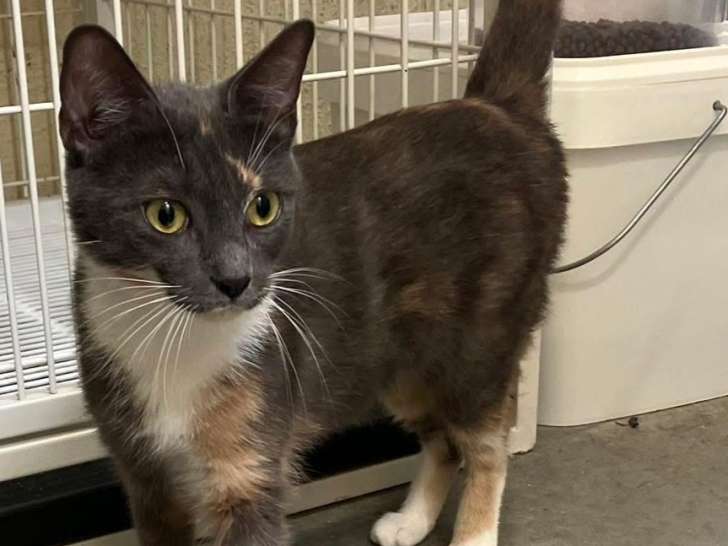 Prête pour l’adoption : chatte d'un an