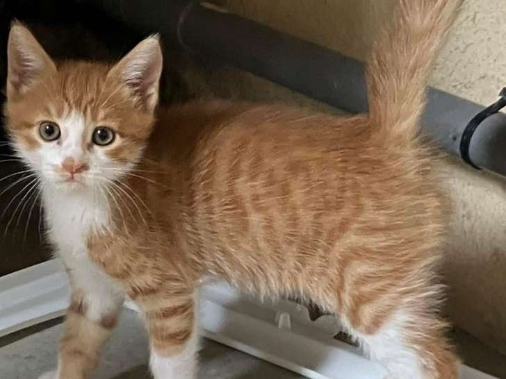 En attente d’un foyer : chaton mâle roux