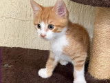 En attente d’un foyer : chaton mâle roux