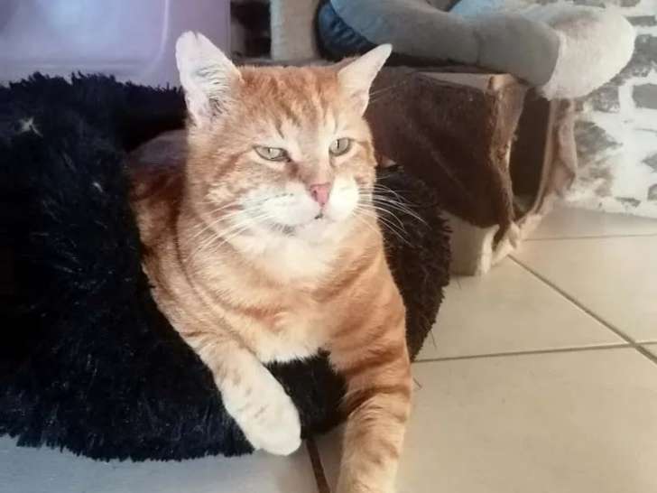 À accueillir : chat au pelage roux