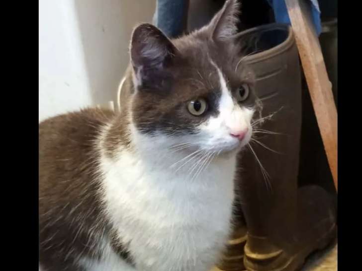 En quête d'un foyer : chat gris et blanc