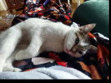Adoption disponible : chatte tigrée