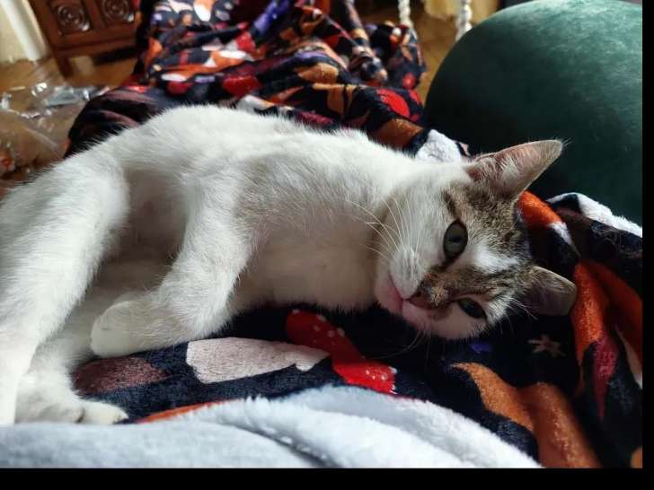 Adoption disponible : chatte tigrée