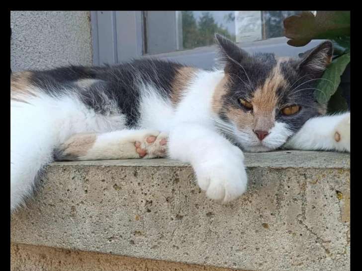 À la recherche d’une famille : chatte de 3 ans