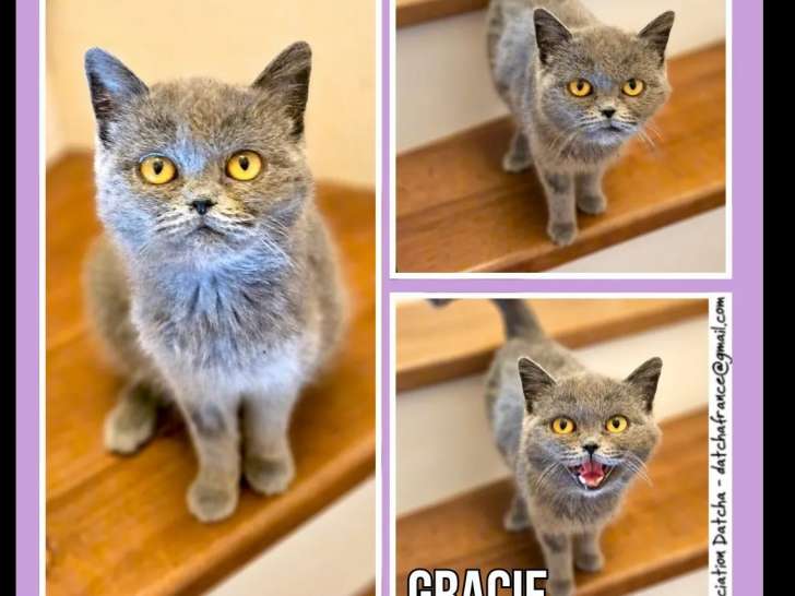 Chatte Chartreux de 2 ans à adopter
