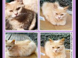 Chaton mâle de 10 mois disponible à l'adoption