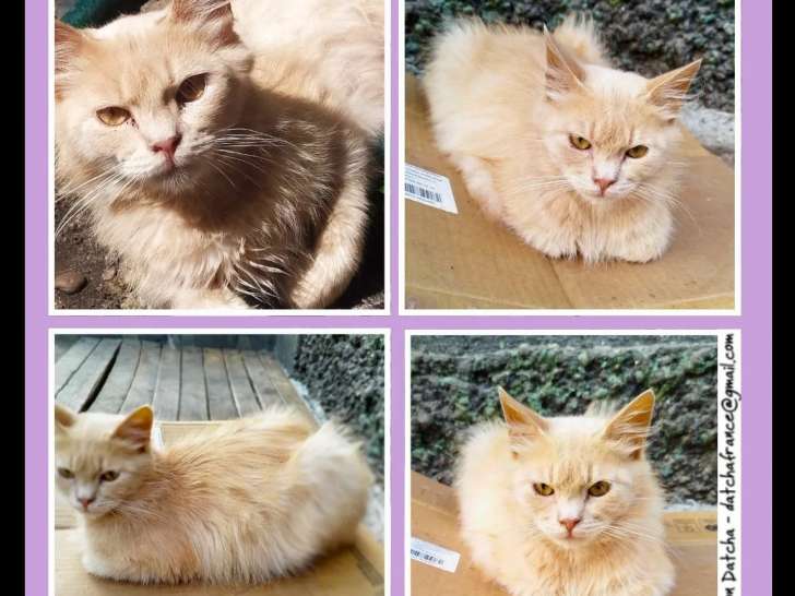 Chaton mâle de 10 mois disponible à l'adoption