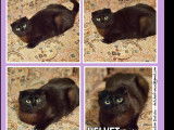 Chatte Scottish Fold noire en attente d’adoption