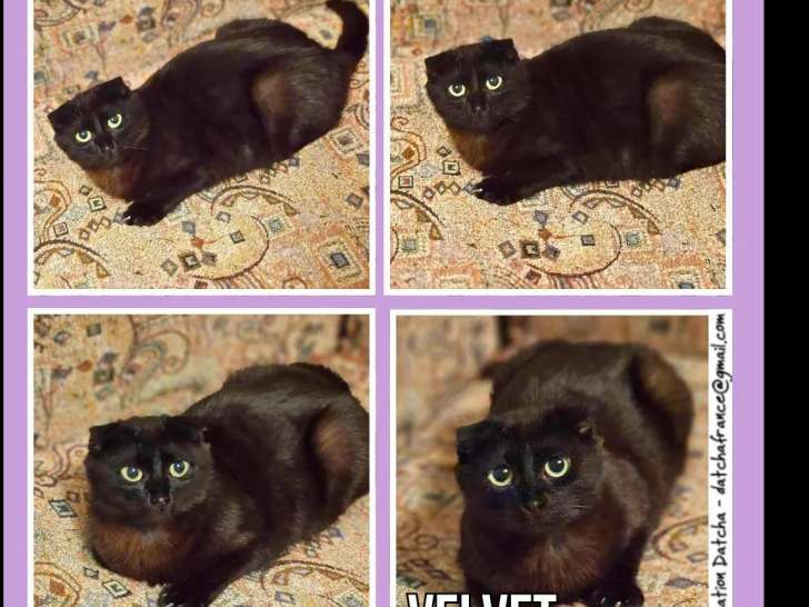 Chatte Scottish Fold noire en attente d’adoption