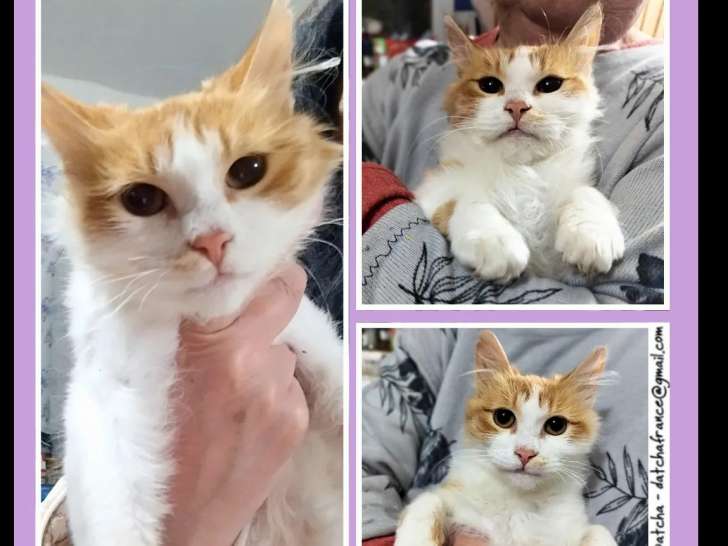 Chat roux et blanc prêt pour l’adoption
