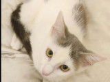 Chaton femelle de 3 mois en attente d’une famille