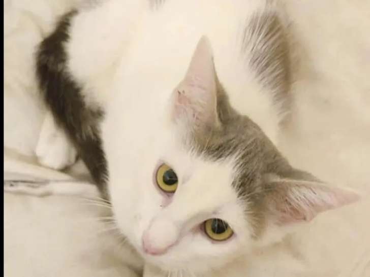 Chaton femelle de 3 mois en attente d’une famille