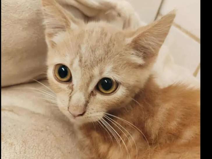 Chaton femelle roux en quête d'une famille