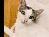 Adoption disponible : chaton mâle de 3 mois