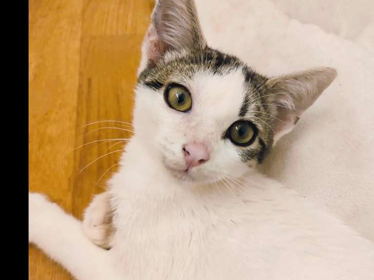 Adoption disponible : chaton mâle de 3 mois