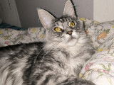 Mâle Maine Coon LOOF disponible pour saillie