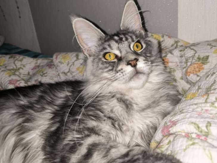 Mâle Maine Coon LOOF disponible pour saillie