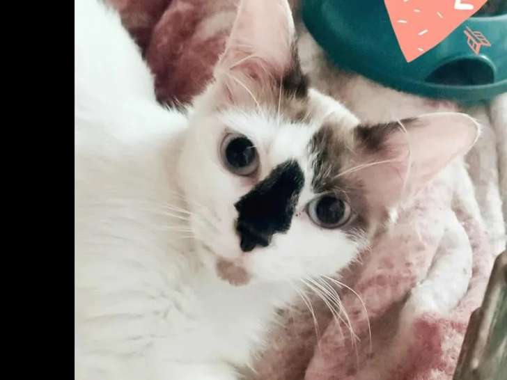 Chatonne de 6 mois à la recherche d'un foyer
